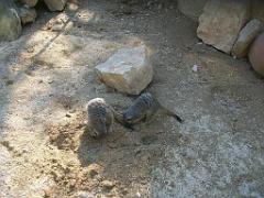 183 D21 SANARY SUR MER 1_000061